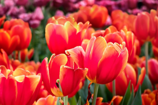 Orange tulips flower 