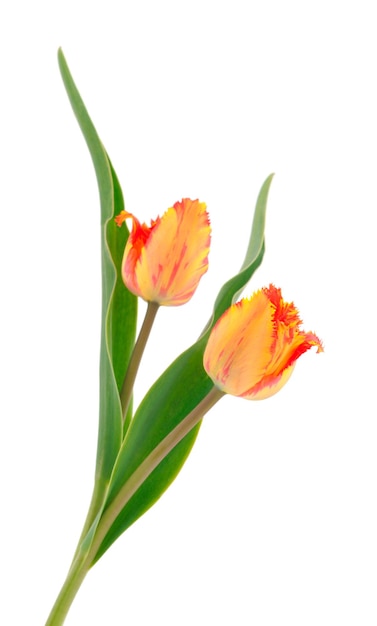 Orange tulips isolated