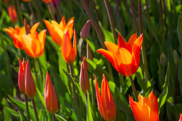 Orange tulips in nature in spring