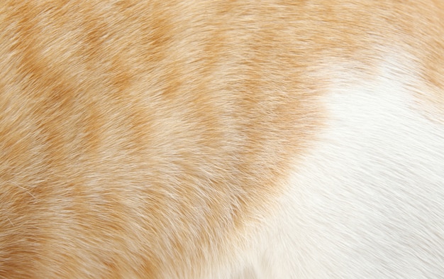 Orange and white fur of cat hair for background