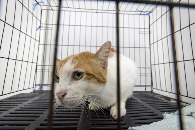 An orange and white tabby cat in cage