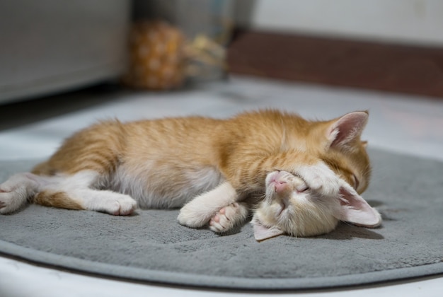 Orange and white thai kitten, 4 month old, sleeping in the house.