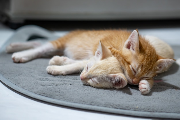 Orange and white thai kitten, 4 month old, sleeping in the house.