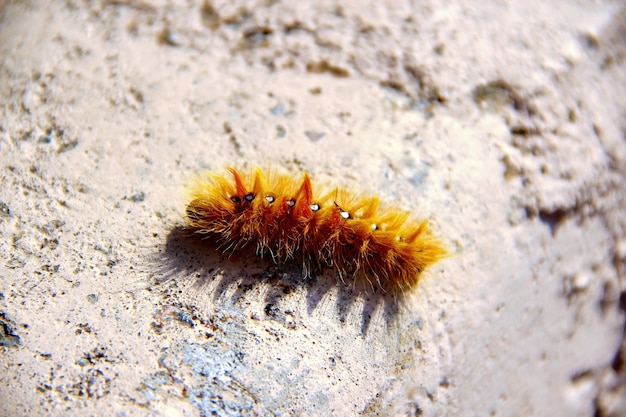 Orange woolly Caterpillar crawling on a concrete stone