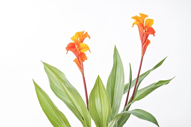 Orange and Yellow Canna Lily Flower with Green Leaves