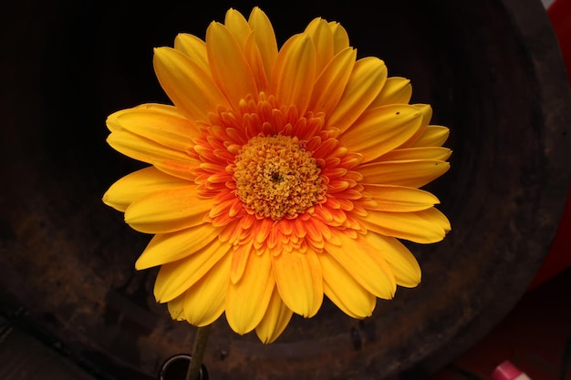 Orange and yellow isolated gerbera on black background Orange gerbera flower head