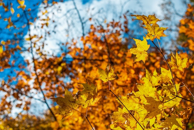 Orange and yellow maple autumn leaves background