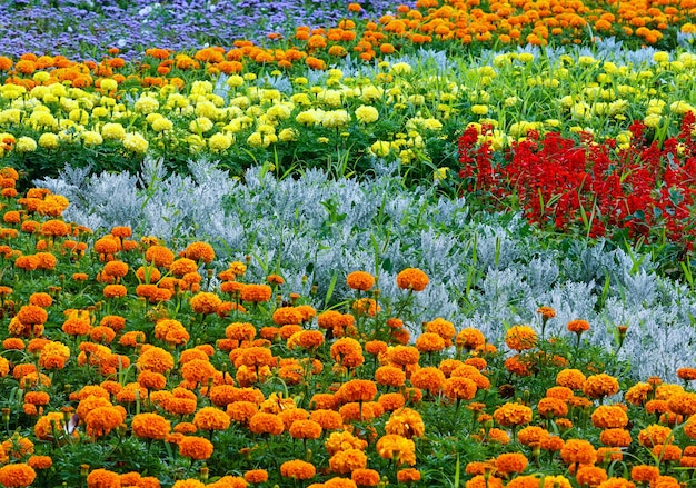 Orange and yellow marigold flowers, red Scarlet Salvia on flowerbed. Summer background.