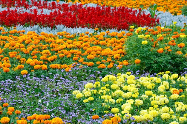 Orange and yellow marigold flowers, red Scarlet Salvia on flowerbed. Summer blossoming background.