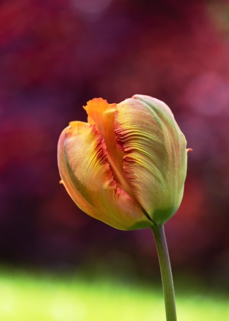 Orange yellow Parrot tulip flower with their ruffled and feathered petals in spring garden