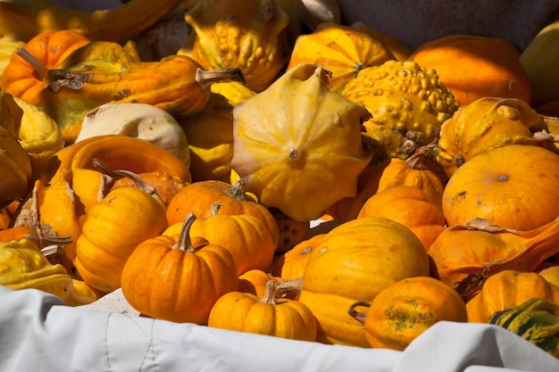 Orange and yellow pumpkins in a market