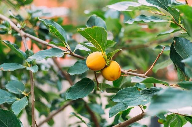 Orange and yellow ripe persimmon fruits on tree branches