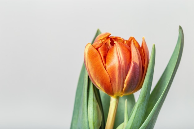 Orange and yellow tulip flower First spring flower Holiday flowery background One