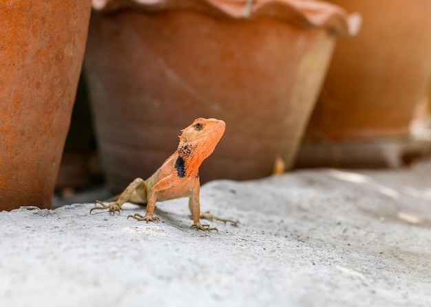 Orange young chameleon on floor