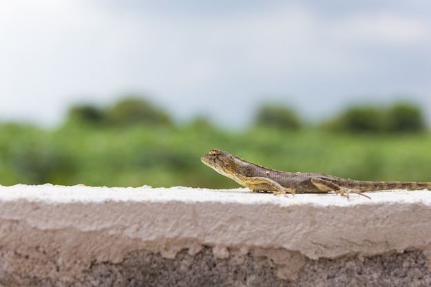 Orange young lizard