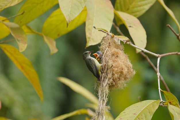 an orangebellied flowerpecker is feeding its chicks in the nest