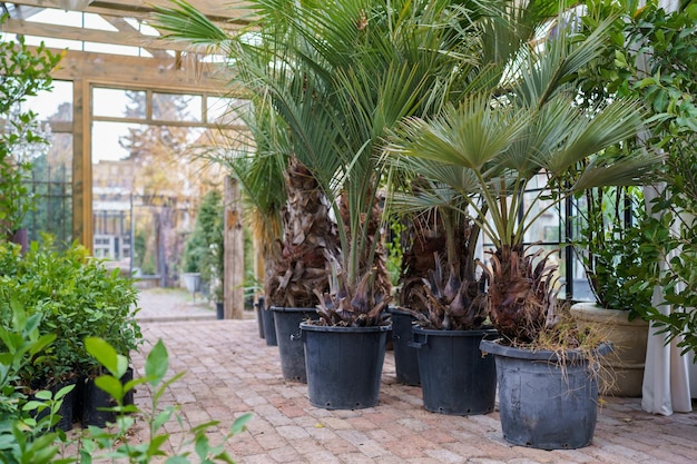 Orangery room with exotic plants growing in large pots under wooden frame with transparent walls