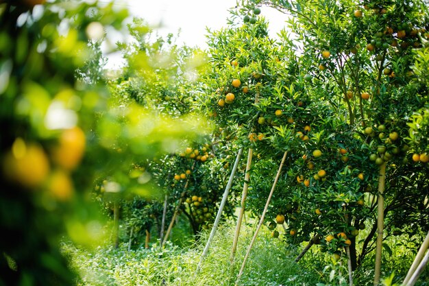 Photo oranges are sweet and sour fruits and are high in vitamin c the bulbul orchard is free from chemicals the produce from the orchard that bears fruit according to the season