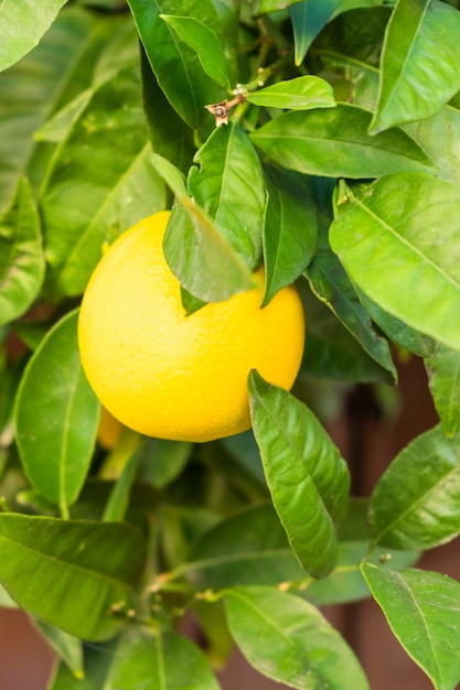 Oranges branch with green leaves on tree