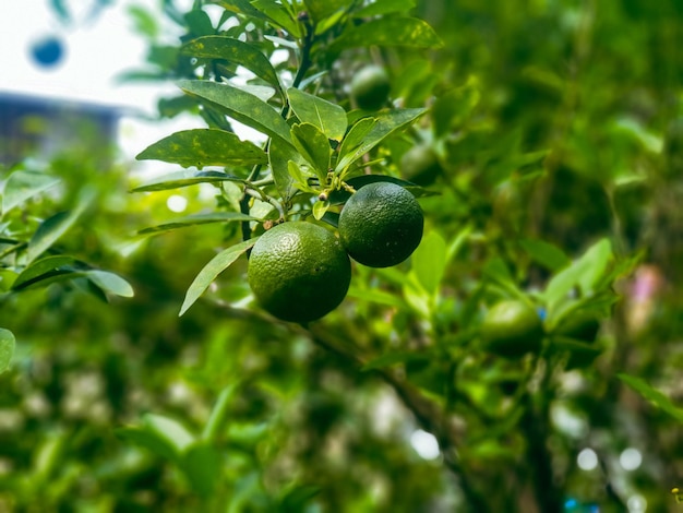 oranges fruit on the tree texture background nature and wallpaper