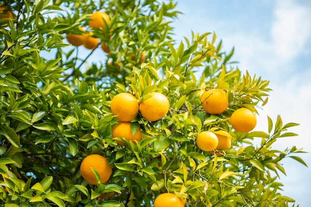 Oranges fruits with blue sky 