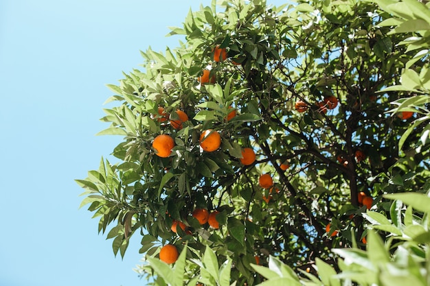 Oranges growing on a tree