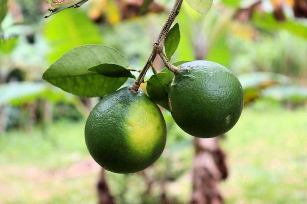 Oranges ripen on a tree branch, Fruit