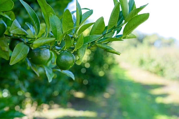 Oranges on a tree in the orchard