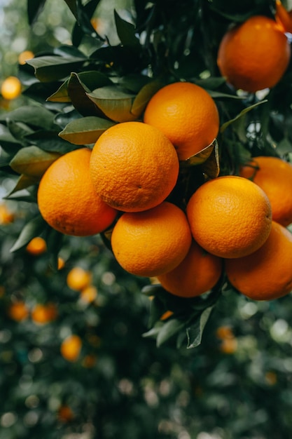 Oranges in a tree