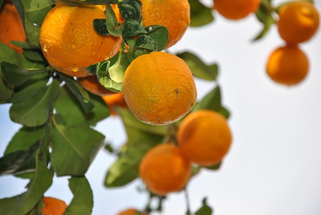 Oranges on your tree with drops of dew