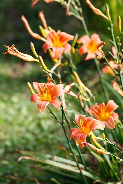 Orangeyellow lily flowerCloseup