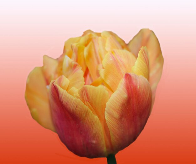 orangeyellow tulip isolated on delicate orange background