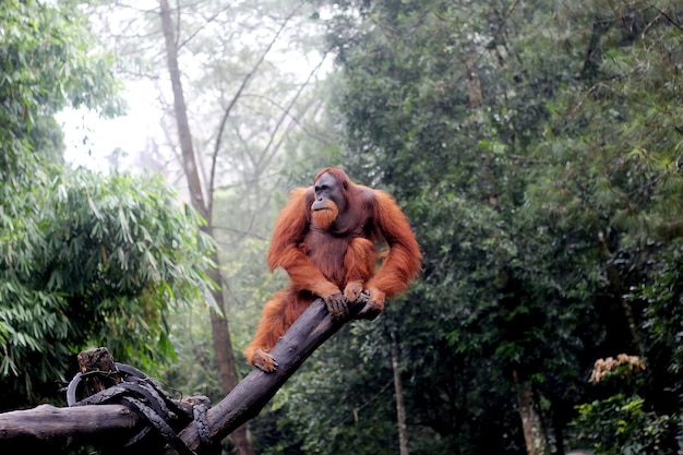 Photo orangutan in indonesia during rainy season