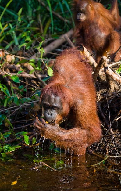 Orangutan is drinking water from the river in the jungle. Indonesia. The island of Kalimantan (Borneo).