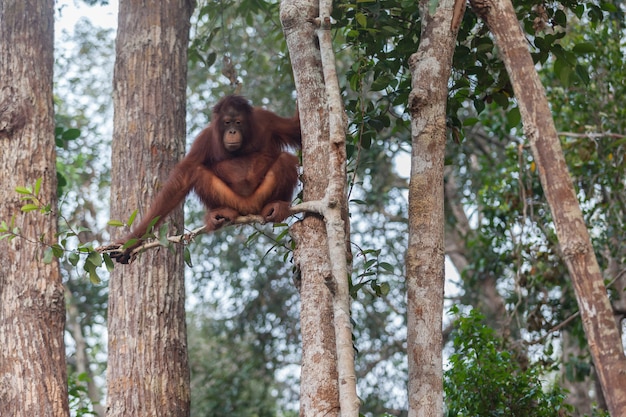 Photo orangutan on the tree, tanjung puting national park