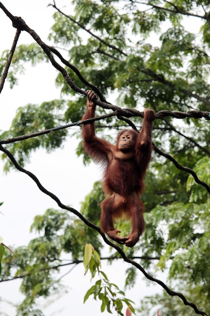 Orangutan wild