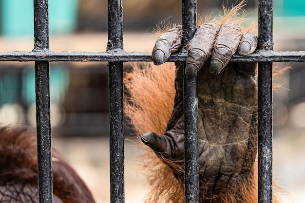 Orangutan in the zoo 