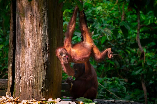 Orangutans in the reserve, looking for food