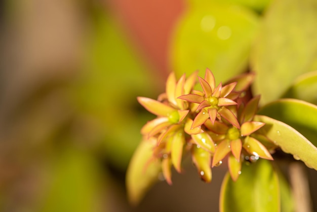 Orapronobis beautiful flower of a plant called Orapronobis just after the rain in Brazil selective focus