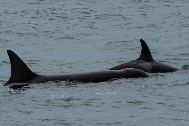 Orca attacking sea lions Peninsula Valdes Patagonia Argentina