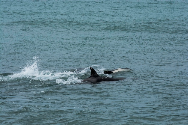 Orca attacking sea lions Peninsula Valdes Patagonia Argentina