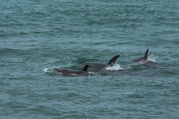 Orca attacking sea lions Peninsula Valdes Patagonia Argentina