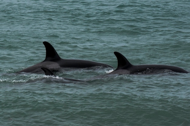 Orca attacking sea lions Peninsula Valdes Patagonia Argentina