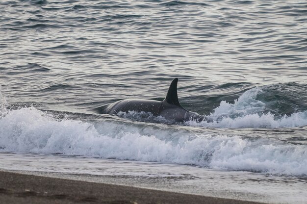 Photo orca hunting sea lions on the paragonian coast patagonia argentina