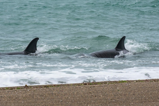 Orca hunting sea lions Peninsula Valdes Patagonia Argentina