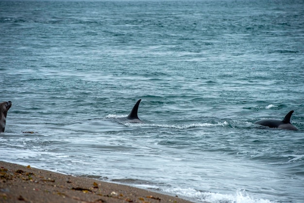 Orca killer whale attack a seal sea lion on the beach