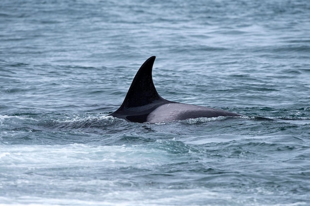 Orca killer whale near the beach in Patagonia