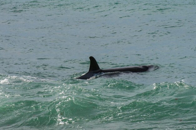 Photo orca patrolling the coast of the sea patagonia argentina