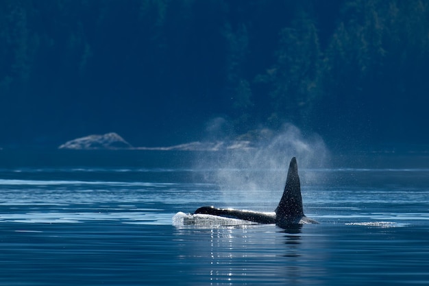 Orca whales (Orcinus orca), near Campbell River, Vancouver Island, BC Canada