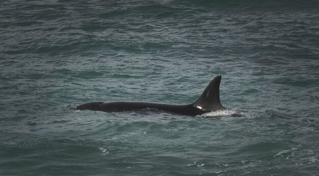 Photo orcas hunting sea lions patagonia argentina